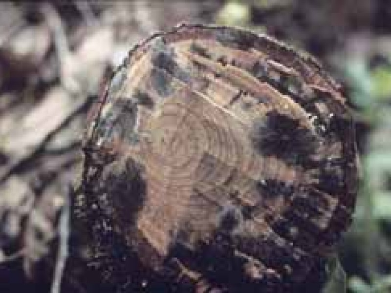 تصویر میزبان